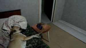 Марта смотрит вести