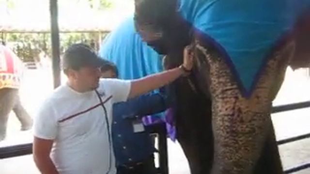 Кормление слона смотреть онлайн