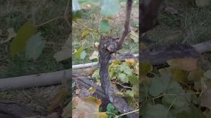 Обрезка винограда "Аркадия".