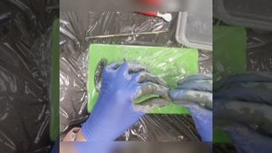 Мастер-класс «Нерпенок из глины»