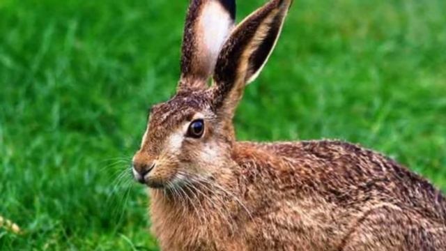 11 Интересных фактов о лесных животных, о Которые Вы Не Знали смотреть онлайн