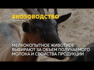 В России начинает набирать популярность козоводство. В стране работает чуть больше сотни козьих ферм