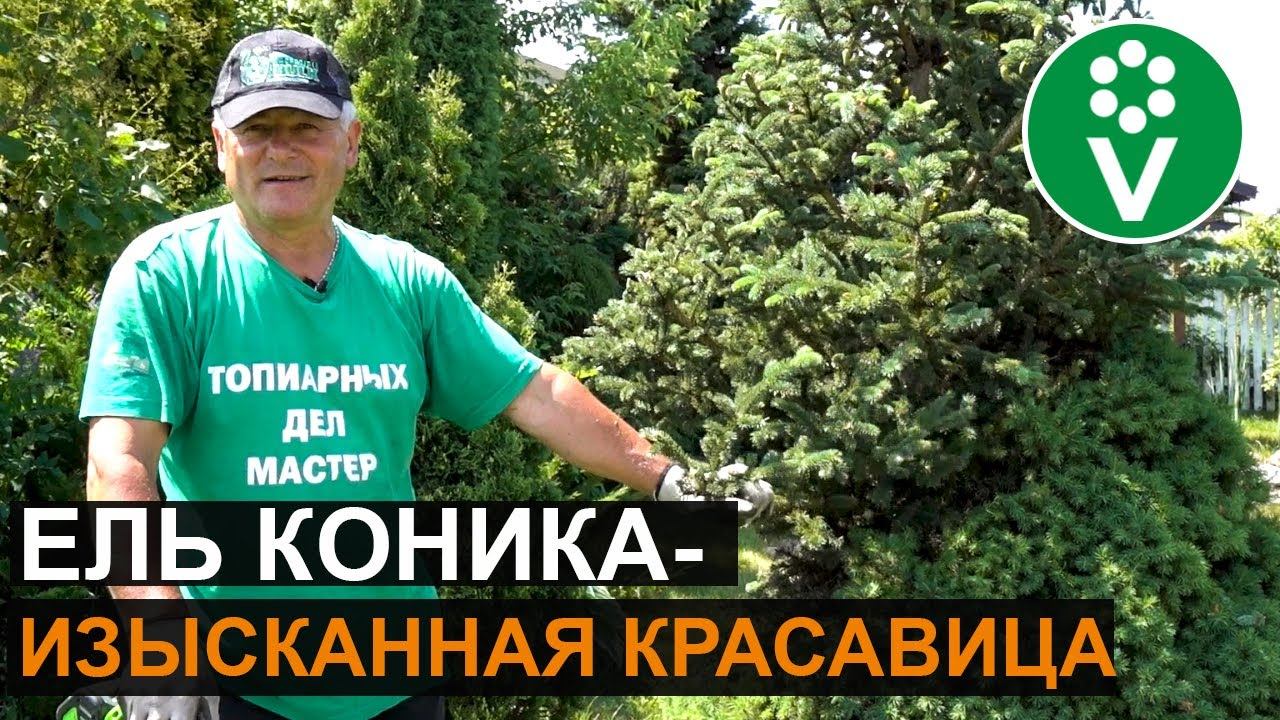 Такого вы еще не видели: необычная мутация ЕЛИ КОНИКА