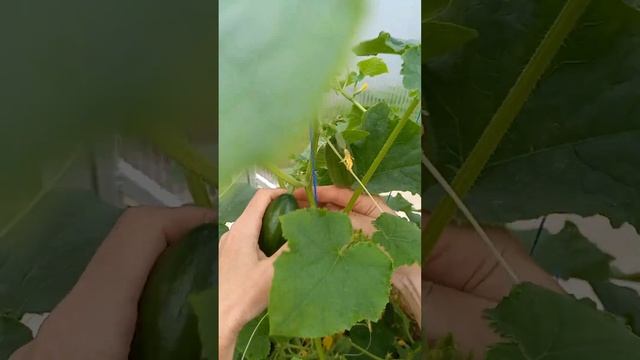 26 мая. Огурец Буян F1 в теплице. смотреть онлайн