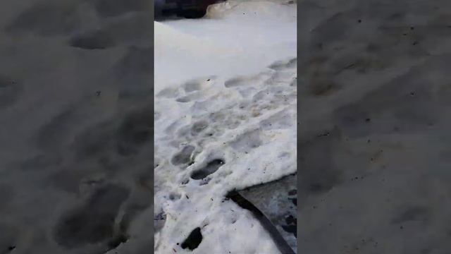 Лошади/ Обучаю кобылу/ Русский тяжеловоз смотреть онлайн