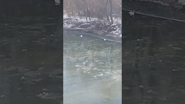 Ледоход и лебеди на реке Прут в Черновцах.23.01.2024.