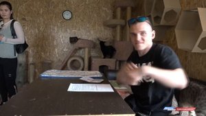 Как взять кошку или кота из приюта