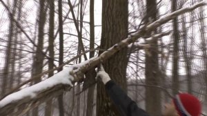 Как правильно пилить большие деревья в лесу