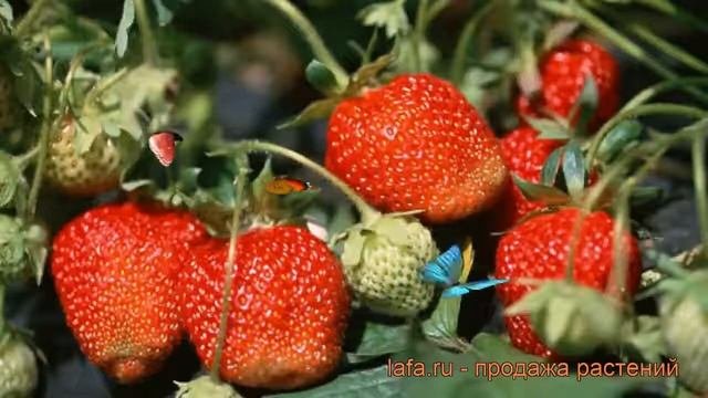 Земляника садовая Ренессанс ? земляника Ренессанс обзор: как сажать рассада земляники Ренессанс