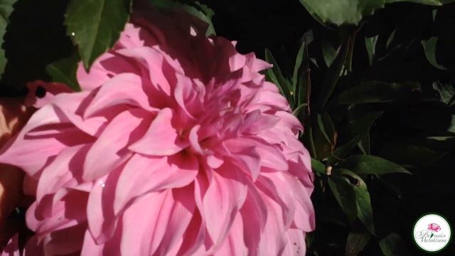 ЧТО ЦВЕТЕТ В СЕНТЯБРЕ смотреть онлайн