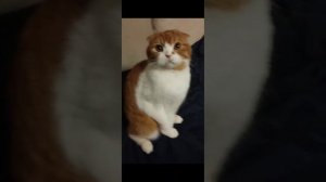 Автор песни "Симба, я люблю тебя „ Симбочка пимпочка! Клип снимался с моим котом, Нарру ?!