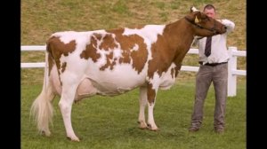 Айрширская порода коров. Ayrshire breed cows.