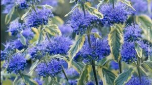 ❀ Лучшие кустарники для посадки на клумбах: обзор, выращивание и уход