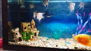 Скалярия, Акулий-сом, сом-платидорас, сом-коридорас,анцитрус - альбинос, краснохвостый сом, Северум