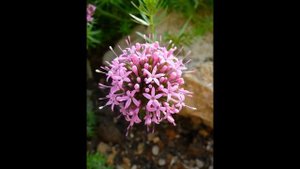 ФУОПСИС  (PHUOPSIS)  сем. Мареновые