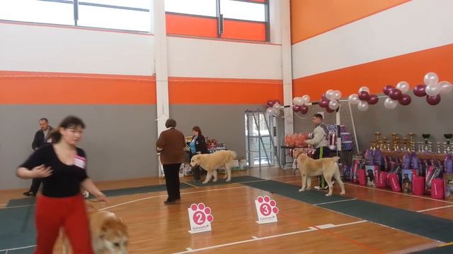 Выстовка САО 10.02.13.(2) смотреть онлайн