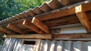 Кролики в яме с выгулом