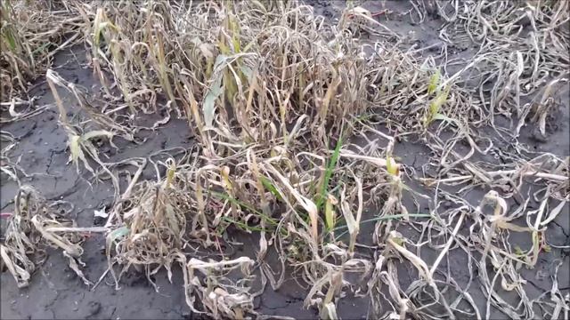 Сидераты осенью: опыт выращивания смотреть онлайн