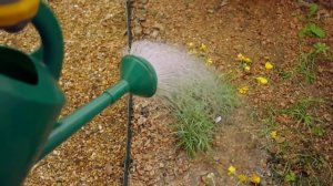 How to Use a Watering Can : Garden Tool Guides