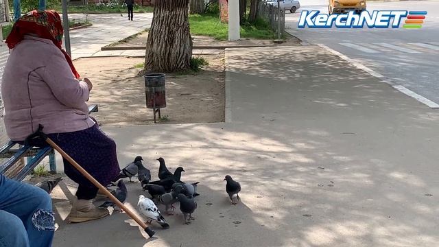 Бесстрашные голуби смотреть онлайн