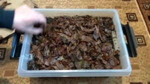 Хранение червей зимой в домашних условиях часть 4