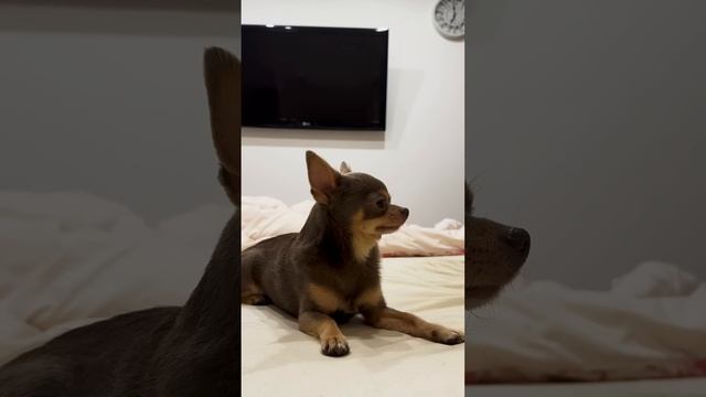 Лёня ведущий смотреть онлайн