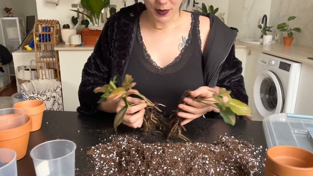 PLANTES RARES AU JARDILAND DU BOUSCAT… (Partie 2) смотреть онлайн