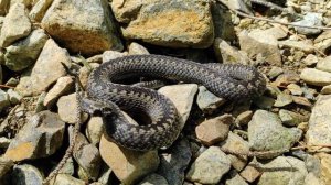 Шипение гадюки