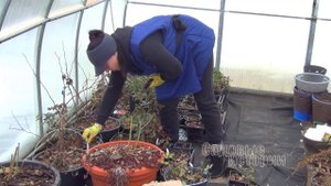 Обрезаю розы в теплице зимой / как перезимовали розы в контейнерах / сорта роз