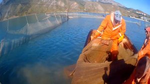 Чистка сетей ставного невода за один день