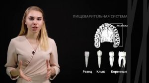 Млекопитающие 1.0. Общая характеристика и особенности развития | Биология