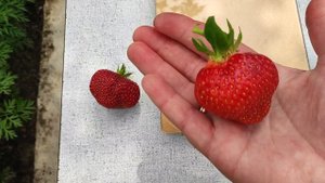 Очень крупная и вкусная клубника первого года плодоношения ,сорта !