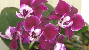 Совместная ГРУППОВАЯ ПОСАДКА МИНИ ОРХИДЕЙ В СТЕКЛО, на МОКРЫЕ ПЯТОЧКИ в керамзит.