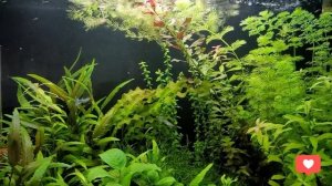 Аквариум с гуппи после отпуска /Guppy aquarium after vacation