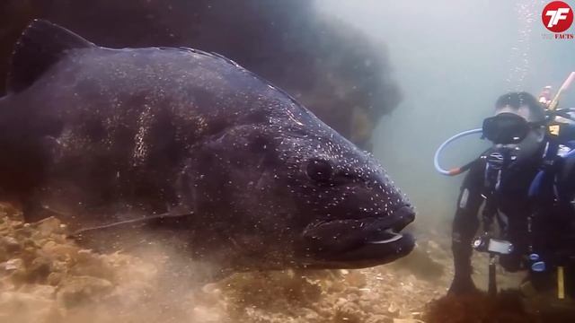 10 Самых Больших Уловов в Истории смотреть онлайн