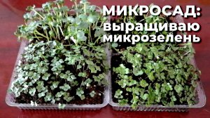 Микросад: выращиваю микрозелень дома