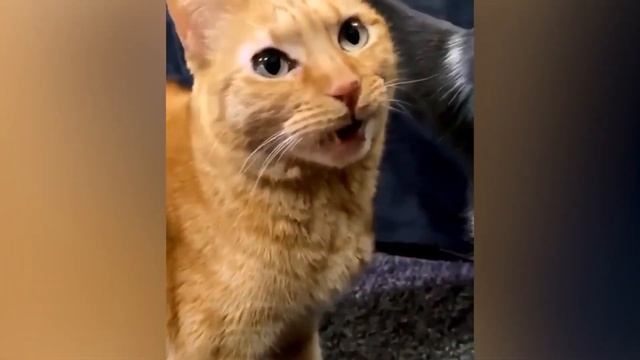 Funny Dogs And Cats Videos 2023 ? - Best Funniest Animals | Meow Madness смотреть онлайн