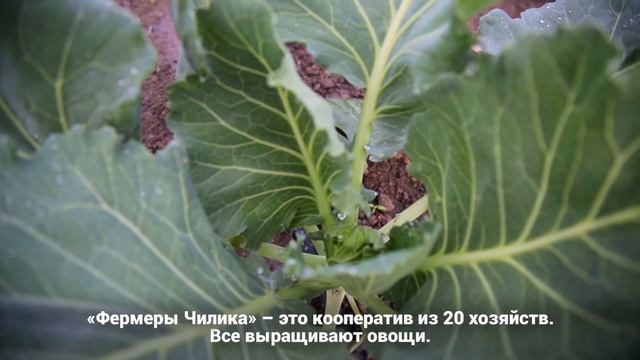 Как работает кооператив «Фермеры Чилика» (Алматинская область, Казахстан)