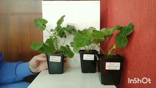 Пеларгон Пикчерс представляет: Сим сорта - пополнение коллекции ))) смотреть онлайн