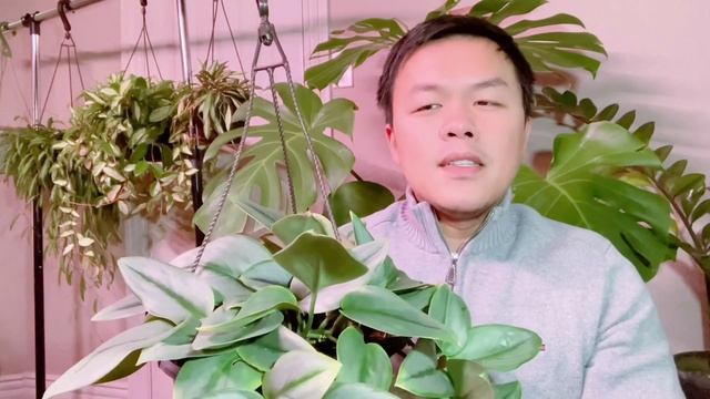 Costa Farms scindapsus treubii moonlight review смотреть онлайн