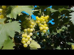 Сорта Винограда. Галбена Ноу