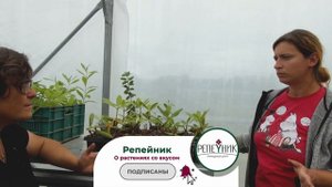 Размножение рододендронов