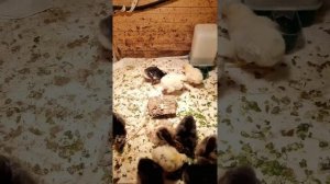 Зелёный лук для цыплят. и яйцо,