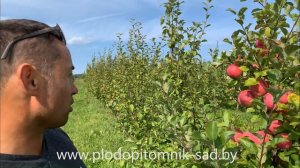 Яблоня сорт БРЯНСКОЕ. Один из самых урожайных и крупноплодных сортов яблок