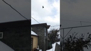 Николаевские голуби Ростовской области