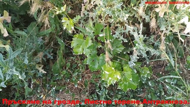 Пръскане на грозде.Листно торене.Антракноза.Бор.Ридомил Голд МЦ. смотреть онлайн