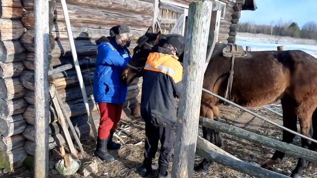 Лошадь в работе// Городские в деревне. 2020. смотреть онлайн