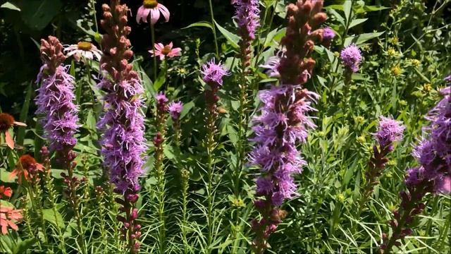 Liatris смотреть онлайн