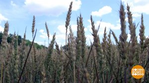 Будем с хлебом! Доброе утро. Фрагмент выпуска от 29.06.2020