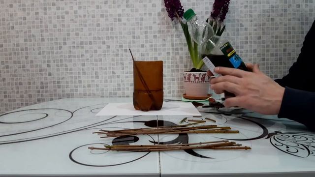 Бирючина обыкновенная.Укоренение черенков